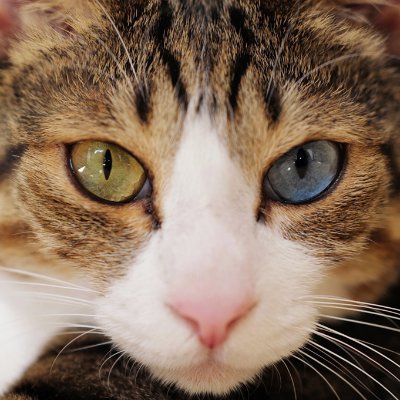 『猫のハローワーク』『猫のハローワーク2』に続き、『世界のまどねこ』(講談社文庫オリジナル)が好評!『ありがとう 猫が贈ることば』(辰巳出版)、『世界の看板にゃんこ』(河出書房新社)など写真集多数(電子版あり)。「おはよーございます〜」の撮影地はブログで。日本作例写真家協会(JSPA)正会員