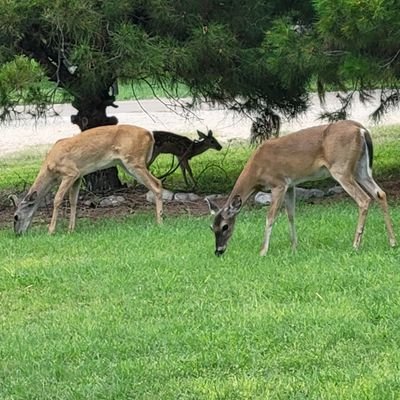 mrscoach87's profile picture. Conservative wife, mother and grandmother. Pro 2A