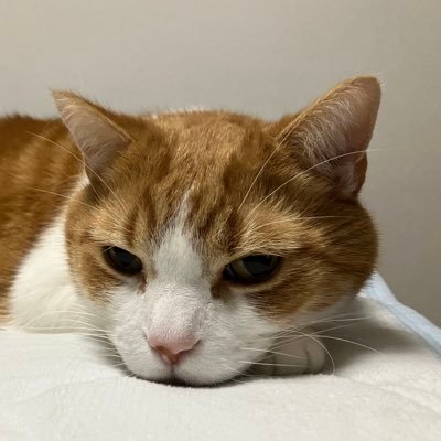 ネトウヨ、参政党、共産党が嫌い。反ワク、反マスクは論外。あと風見鶏の玉木雄一郎はめっちゃ嫌い。因みに猫が大好きです🐈 猫は天の賜物だと思ってます。皆さん、マイナカードを作りましょうね。