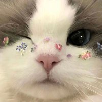 koryan ππ (@koryankart) 's Twitter Profile