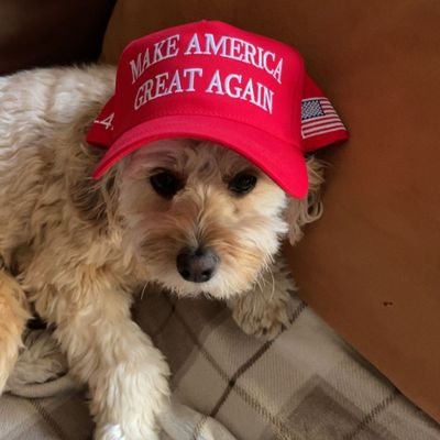 Paul92240386's profile picture. Proud Canadian, ashamed of my government. Always question authority. Love all Patriots! United non-compliance!