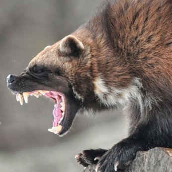 Azimuth1775's profile picture. 