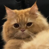 panda814 (@shenye814) 's Twitter Profile