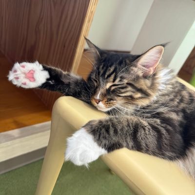 情報確認と応募、取引のアカウントです(*´˘`*) リポストやらいいねやらするので嫌な方はお取引後はブロ解して頂いても🙆♀️ サンリオ(ハンギョドン) 本垢→@23MEisAna95