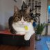 ClancyTheCat (@clancythecatrox) Twitter profile photo ClancyTheCat (@clancythecatrox) Twitter profile photo