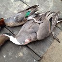 Paul Bowling - @PaulKBowling - Twitter