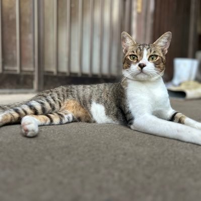 Kosei7152525's profile picture.