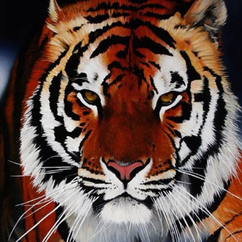 momima666's profile picture. 