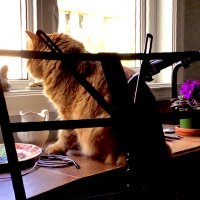 Josef (@ryszardsstuff) 's Twitter Profile