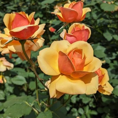 eringii4's profile picture. 絶賛6歳差姉弟育て育てられ/なんやかんや/
無言フォロー失礼します🙇‍♀️
雑多につぶやいたりしますがよろしくどうぞ