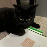黑猫喝醋一喝半桶 (@yan_he11429) 's Twitter Profile