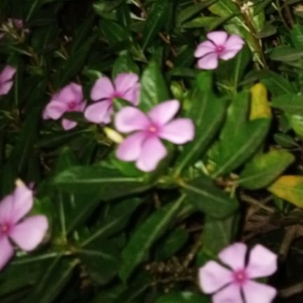 ayan_khan80753's profile picture. 💐💐💐💐💐💐💐💐💐💐💐💐💐💐💐💐💐💐💐💐💐💐💐💐💐💐💐💐