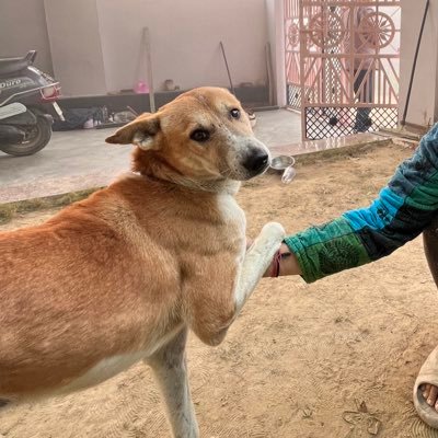 ingita_singh's profile picture. 
