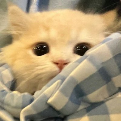 iloveseaotters8's profile picture. this is my priv