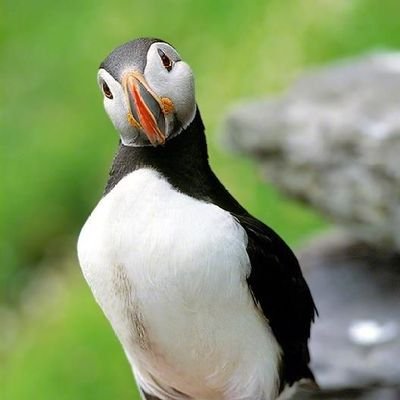 ThatBritishOne's profile picture. 