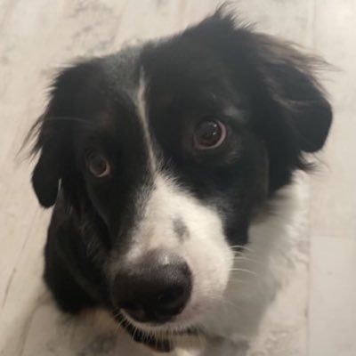 pdawg1823's profile picture. 