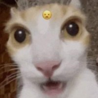 Shurrifotz (@foxy_uke) 's Twitter Profile