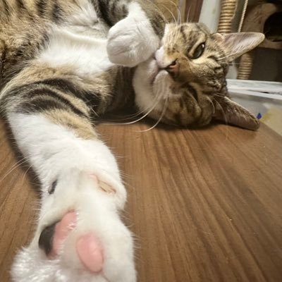 猫者さんのプロフィール画像