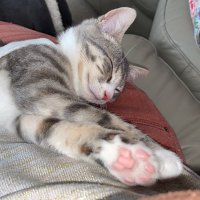 Karot & Minnie (Pixie RIP🌈) (@pixieandk) 's Twitter Profile