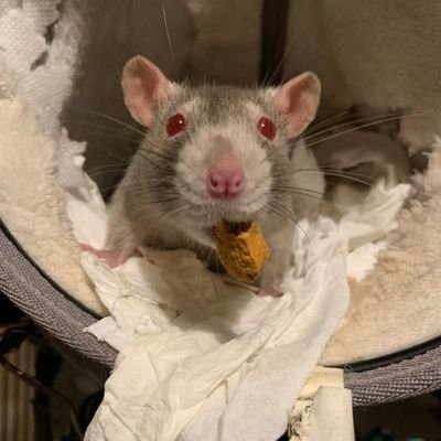 This timeline is intentionally unhinged. Please do not contact me regarding this. (she/her). TERFs are not welcome to enjoy or redistribute my rat content.
