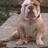 YaleClubSouthTX's profile image