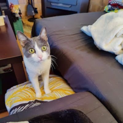 Sooz_Star's profile picture. Coach de salud 🌱 ¿si tuvieras un test para ver la inflamación silenciosa te lo harías? 💌 Escríbeme!

👀 También cotilleo de GranHermano