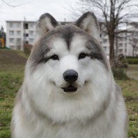 動物になれる! とことこ動物園 (@tokotokozoo) 's Twitter Profile Photo 動物になれる! とことこ動物園 (@tokotokozoo) 's Twitter Profile Photo