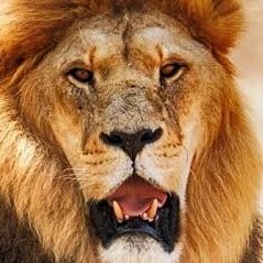 Aquarius_2k24's profile picture. Hello 
I am a stock trader ,
would love to have charts 📈 pe charcha🫖