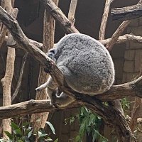 かのう (@konoki8sasa) 's Twitter Profile
