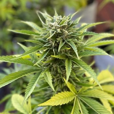 CANNABIS1793247's profile picture. Ed Rosenthal | Guru of Ganja Ed Rosenthal is a leading cannabis horticulture authority, author, educator, social activist, and legalization pioneer.