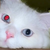 BSSLP (@bsslp_1416) 's Twitter Profile