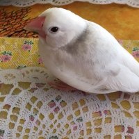 ひなた (@fbbird139715) 's Twitter Profile