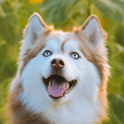 chut0r0's profile picture. Tanka/Kana/Illustration/LD/OD/Design/ 歌人の陸音 秀(りくね しゅう)いいます。2025年3月にエオルゼアに帰ってきました。写真はReba Spikeさん撮影のものです。昔ハスキーを飼ってたのですか、よく似てると言われていたことをふと思い出し。