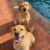 David Oz 🇺🇸🌻☮️ (@kidz2feed) Twitter profile photo David Oz 🇺🇸🌻☮️ (@kidz2feed) Twitter profile photo