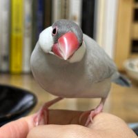 なかの真実/中野真実 (@njet2_) Twitter profile photo
