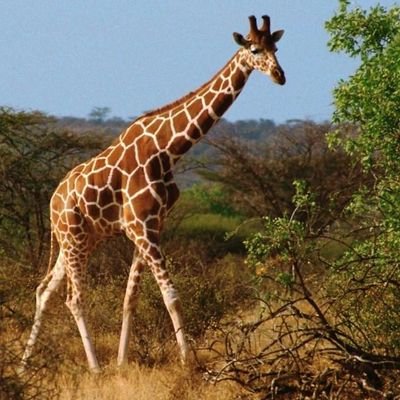 FPatagwena's profile picture. General Constructions and Interior Designs