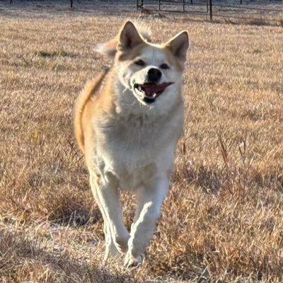 SaaS. Dogs. Mountains. History. Painting. Cyclones.