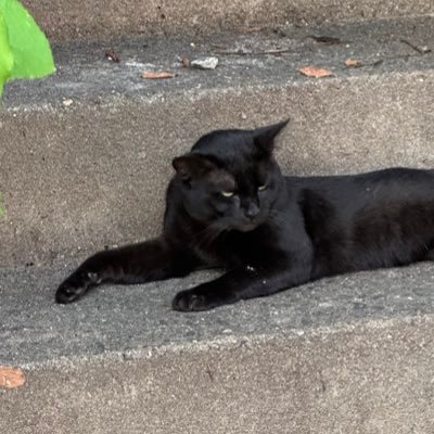 rhetoricsilly's profile picture. 25 m | dms open | any kinks welcome