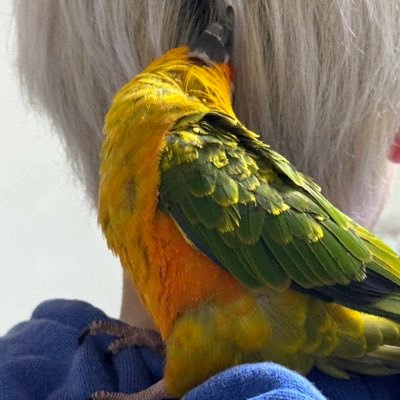 れのさんのプロフィール画像