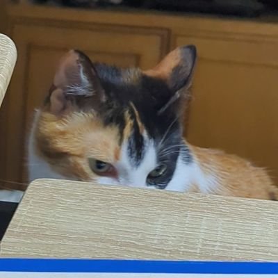 monocromaleon's profile picture. Civil engineer  who likes to code • Future urban planner • Love safe cities and roads  • he/they • 🏳️‍🌈