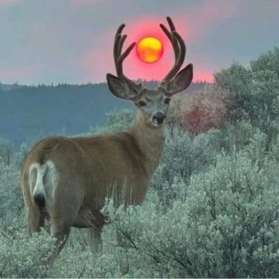 elacmd_twit's profile picture. أستغفر الله العظيم من كل ذنب عظيم