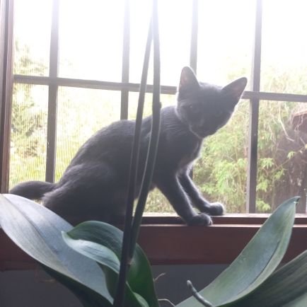 ExpetativaZero's profile picture. ಠ_ಠ ke? 
  :) 🇧🇷🇪🇦🇺🇲  (no bots plz)