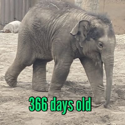 daysold_ex's profile picture. daysoldを数えて合計10年を超えました。動物の成長を日齢で観測する唯一の者です（断言）。当チャンネル登録者に対する、つまらん削減者拡大運動が催されていますが、もはやフォロワー0になっても日齢観察をやめません。私と同じほど、いや超える動物愛に満ちた者のフォローを待つ！
 asahikawaex@gmail.com