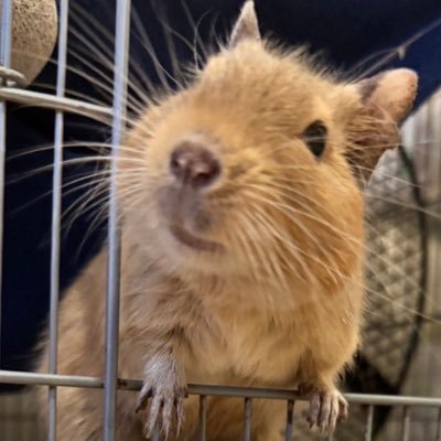 tawajiiii's profile picture. デグーとモルモット2匹(おはぎ、こごめ)の日常 。 無言フォロー失礼します 🙏