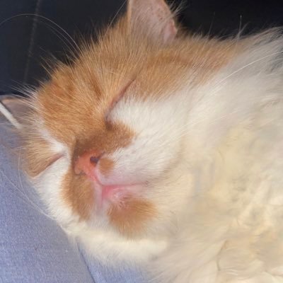 hollysyub's profile picture. aow