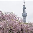 副業で安定した収入を得る方法を共有中。副業を始めたい人にお得な情報を発信。小規模ですがお金配り企画も実施しております★ なくなり次第終了➡ https://t.co/AEbjgtCeIq