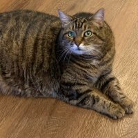 L. pawpaw (@fieldslarr21041) 's Twitter Profile
