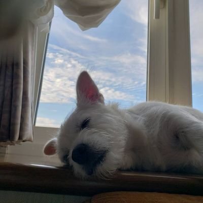 Pecotaroooo's profile picture. 胃腸炎にかかりました