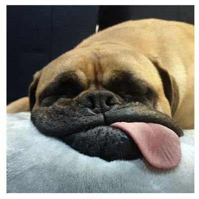 frakafr's profile picture. Juste ici pour vous lire. Bisounours n’est pas une insulte. Je peut lancer des pavés aussi. #macrondemission