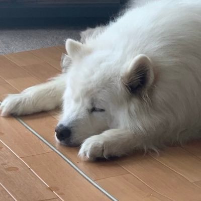 memorymoog's profile picture. 食いしん坊のサモエドです